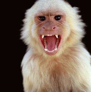 angry-monkey.jpg