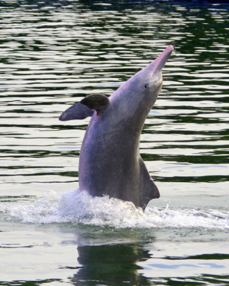 delfin4.jpg