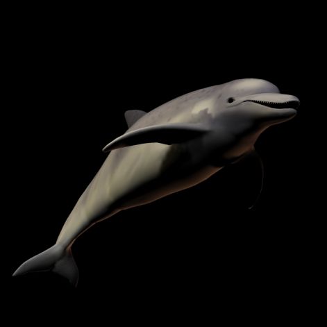 delfin7.jpg
