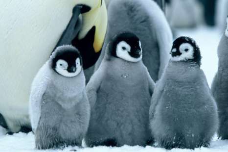 pingvin2.jpg